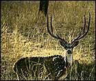 Deer