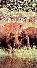 Elephant