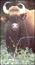 Gaur in Bandipur National Park