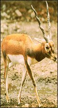 Swamp Deer in Bardia National Park