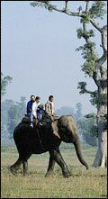 Elephant Safari in Chitwan National Park