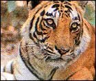 Tiger in Kanha National Park