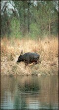 Wild Baffalo in Manas National Park