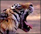 Tiger in Ranthambor National Park