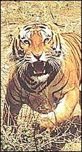 Tiger in Sunderbans National Park