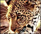 Tiger in Sunderbans National Park