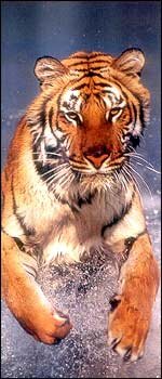Tiger in Kanha National Park