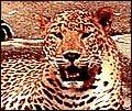 Tiger - Wildlife in India