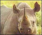 Kaziranga Wildlife Sanctuary