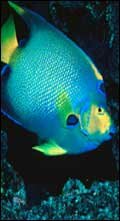 Angel Fish
