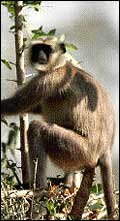 Langur