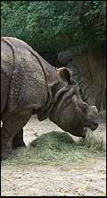 Famous uni-corn indian rhino