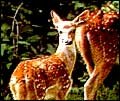 Deer - Wildlife in India