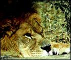 Gir national Park