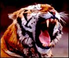 Periyar Wildlife Sanctuary
