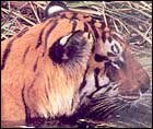 Periyar Wildlife Sanctuary