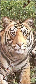 Sariska Wildlife Sanctuary