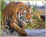 Bengal Tiger