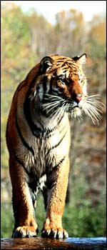 Tiger in Corbett Park